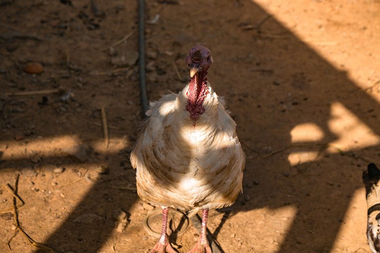 Saíra Recanto de Serra