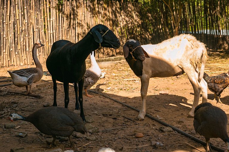 Saíra Recanto de Serra
